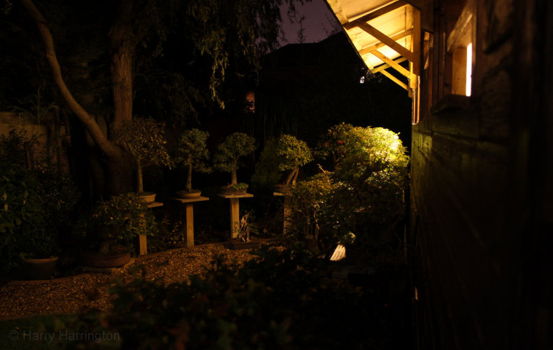 Bonsai Garden At Night